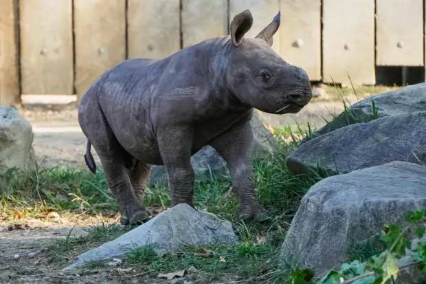 A male Eastern Black Rhino calf born Sept. 13, 2025,...