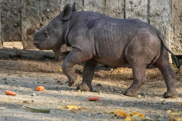 A male Eastern Black Rhino calf born Sept. 13, 2025,...