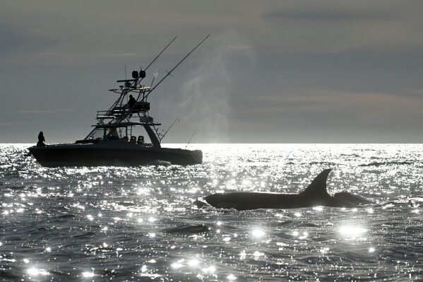 Two orcas surface near a fishing boat off of Point Loma Monday Jan. 29, 2024, in San Diego. (AP Photo/Denis Poroy, File)