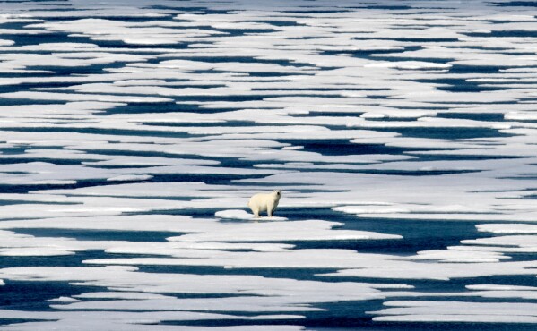 A polar bear stands on the ice in the Franklin Strait in the Canadian Arctic Archipelago, July 22, 2017. (AP Photo/David Goldman, File)