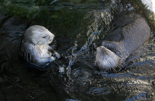 Sea otters loll in the water at the Monterey Bay Aquarium in Monterey, Calif., March 26, 2018. (AP Photo/Eric Risberg, File)