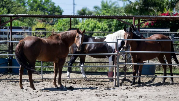 Illegal fireworks activities led to horse injuries over the July 4th holiday this year, said Lin Landgren, vice president of Stanton's Hynes Estates Neighborhood Association. (Photo by Paul Bersebach, Orange County Register/SCNG)