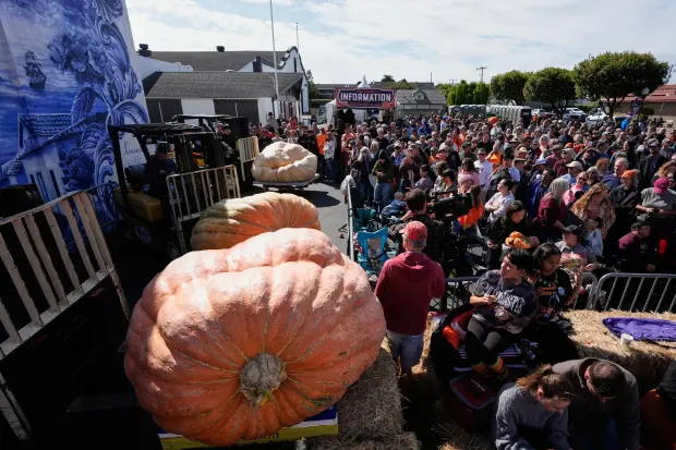 Giant pumpkins are raised by fork lifts before being weighed...