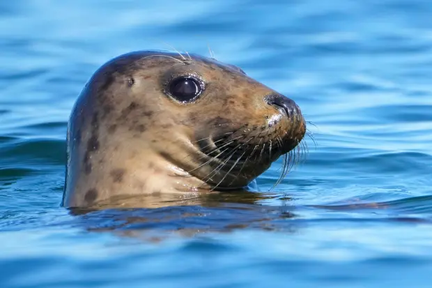 A gray seal surveys its surroundings, Tuesday, Sept. 30, 2025,...