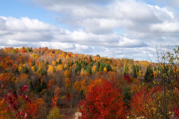 Clouds sit over fall foliage in Clarksville, N.H., on Thursday, Oct. 9, 2025. (AP Photo/Holly Ramer)