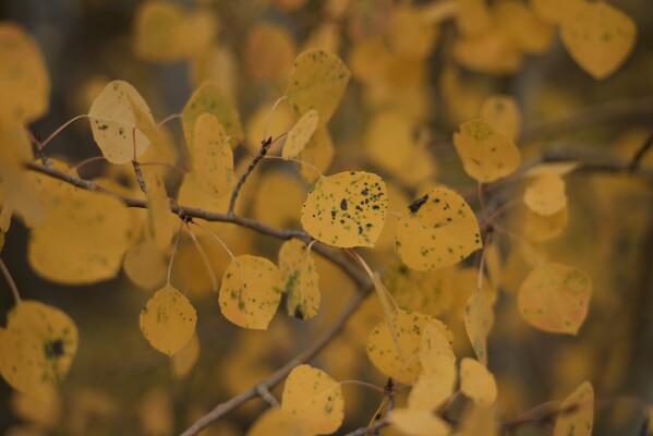 Black spots dot yellow aspen leaves Tuesday, Sept. 30, 2025 in Frisco, Colo. (AP Photo/Brittany Peterson)