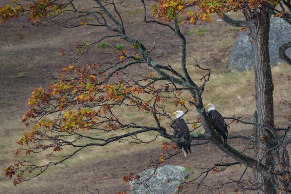 Bald eagles sit in a tree on Spieden Island, Wash., Saturday, Oct. 11, 2025. (AP Photo/Annika Hammerschlag)