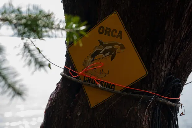 An “Orca Crossing” sign is posted on San Juan Island,...