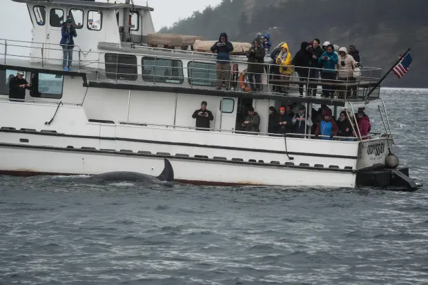 An orca swims past a whale watching boat in the...