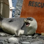 Arctic-seals-and-more-than-half-of-bird-species-are.jpg