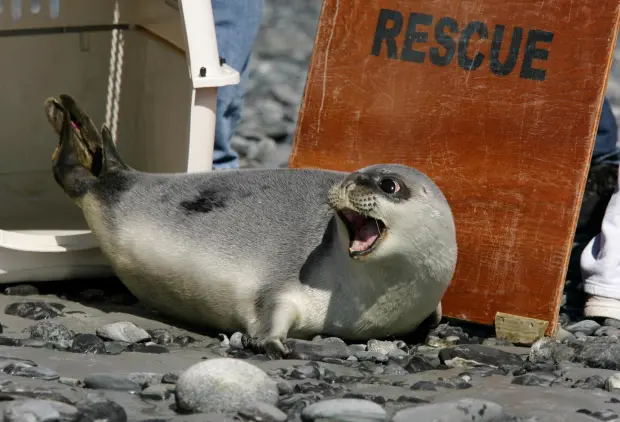 Arctic-seals-and-more-than-half-of-bird-species-are.jpg