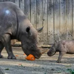 Critically-endangered-baby-black-rhino-makes-its-debut-at-Cleveland.jpg