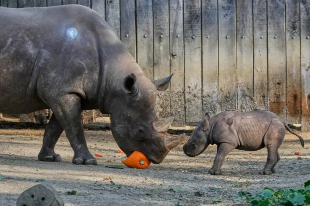 Critically-endangered-baby-black-rhino-makes-its-debut-at-Cleveland.jpg