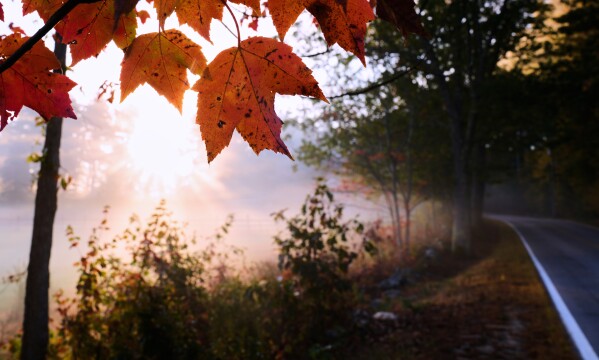 Maple leaves turn to fall foliage colors at sunrise along a country road, Tuesday, Oct. 7, 2025, in Auburn, N.H. (AP Photo/Charles Krupa)