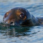 Republicans-target-law-that-protects-whales-seals-and-polar-bears.jpeg