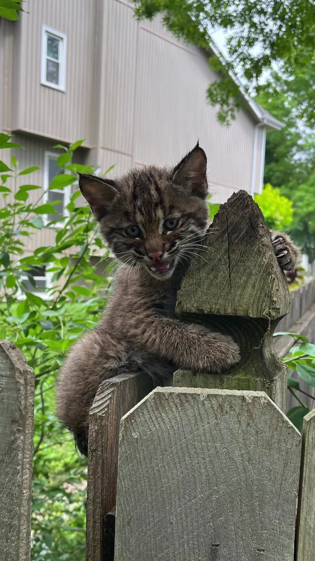 Lost bobcat kitten reunited with mom after thunderstorm